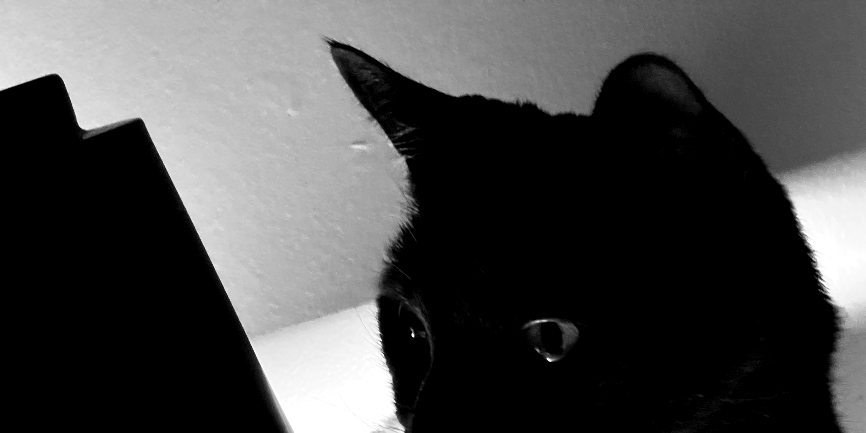 a close up shot of a cat looking at a desk lamp