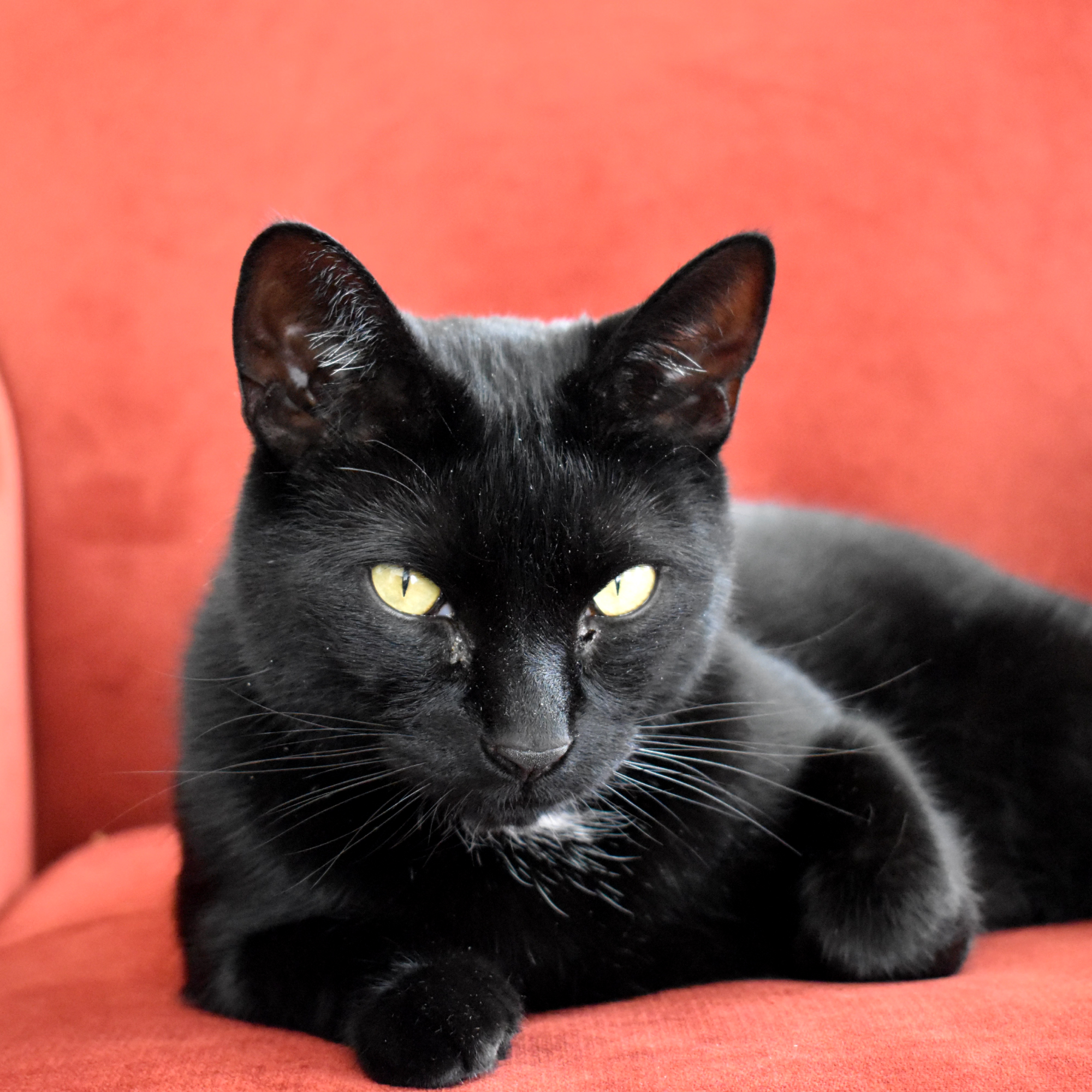 picture of a black cat sitting on a red chair