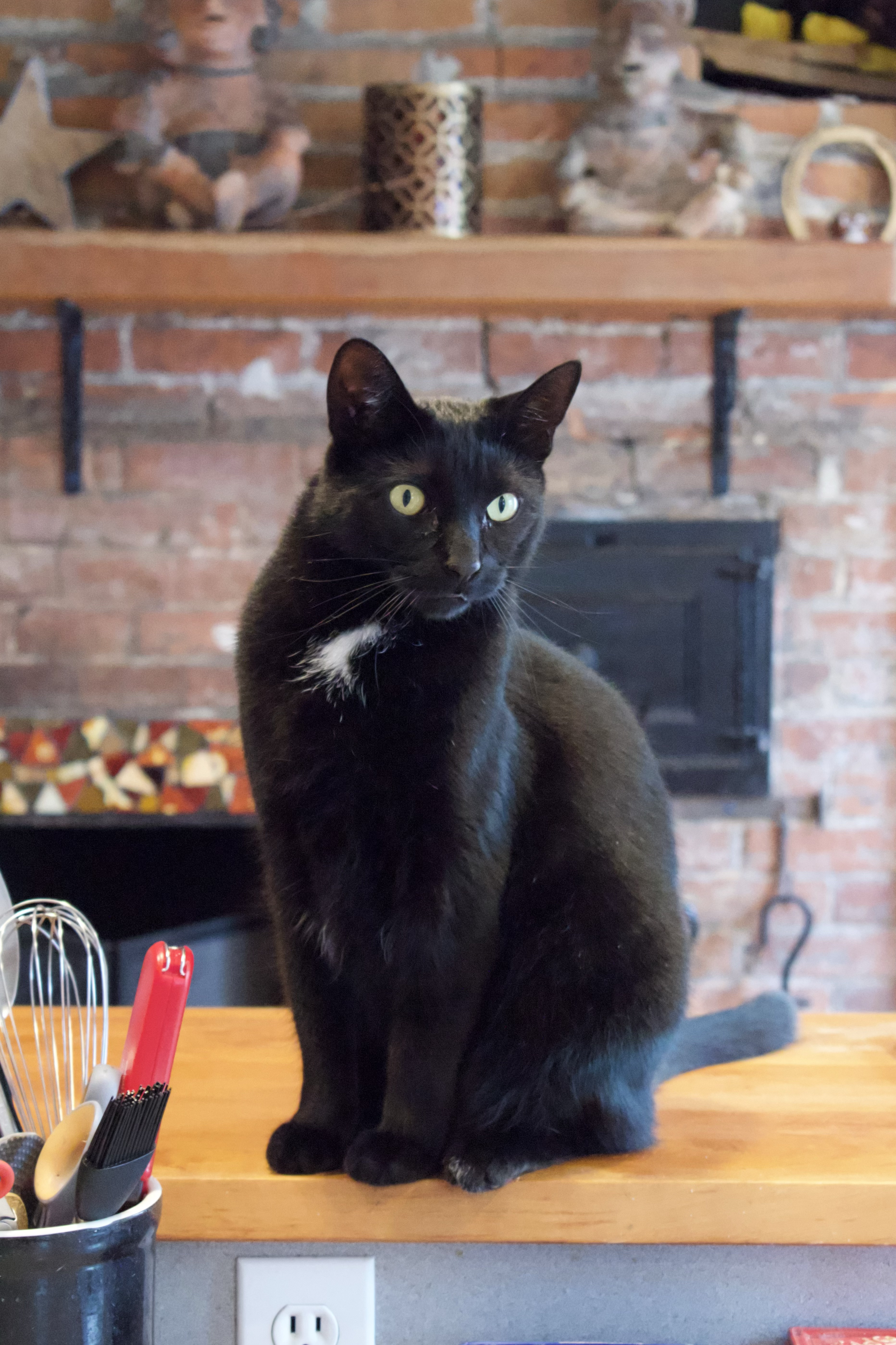 cat staring at something while sitting on bar