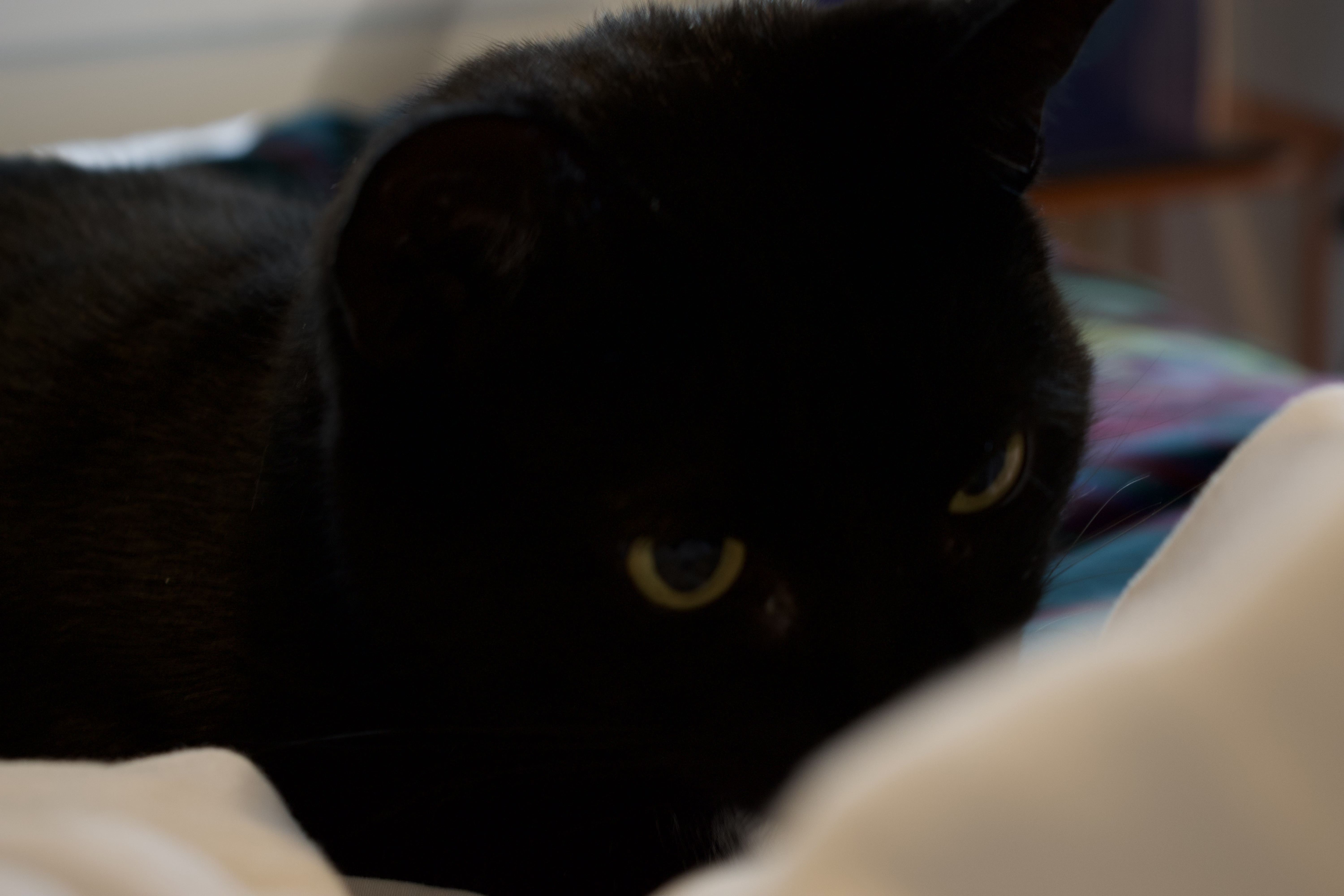 cat focused on something while sitting on bed