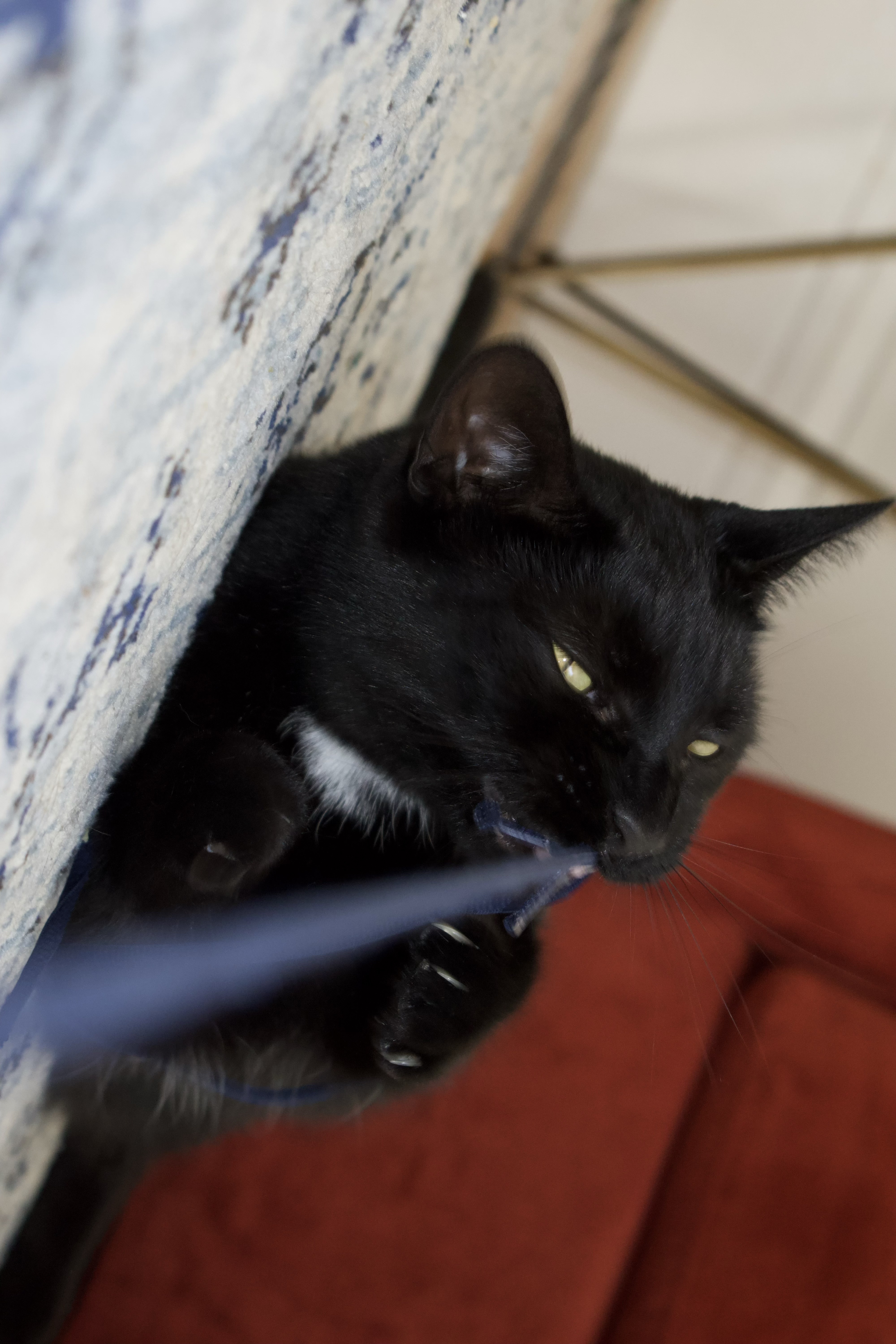 cat playing with string