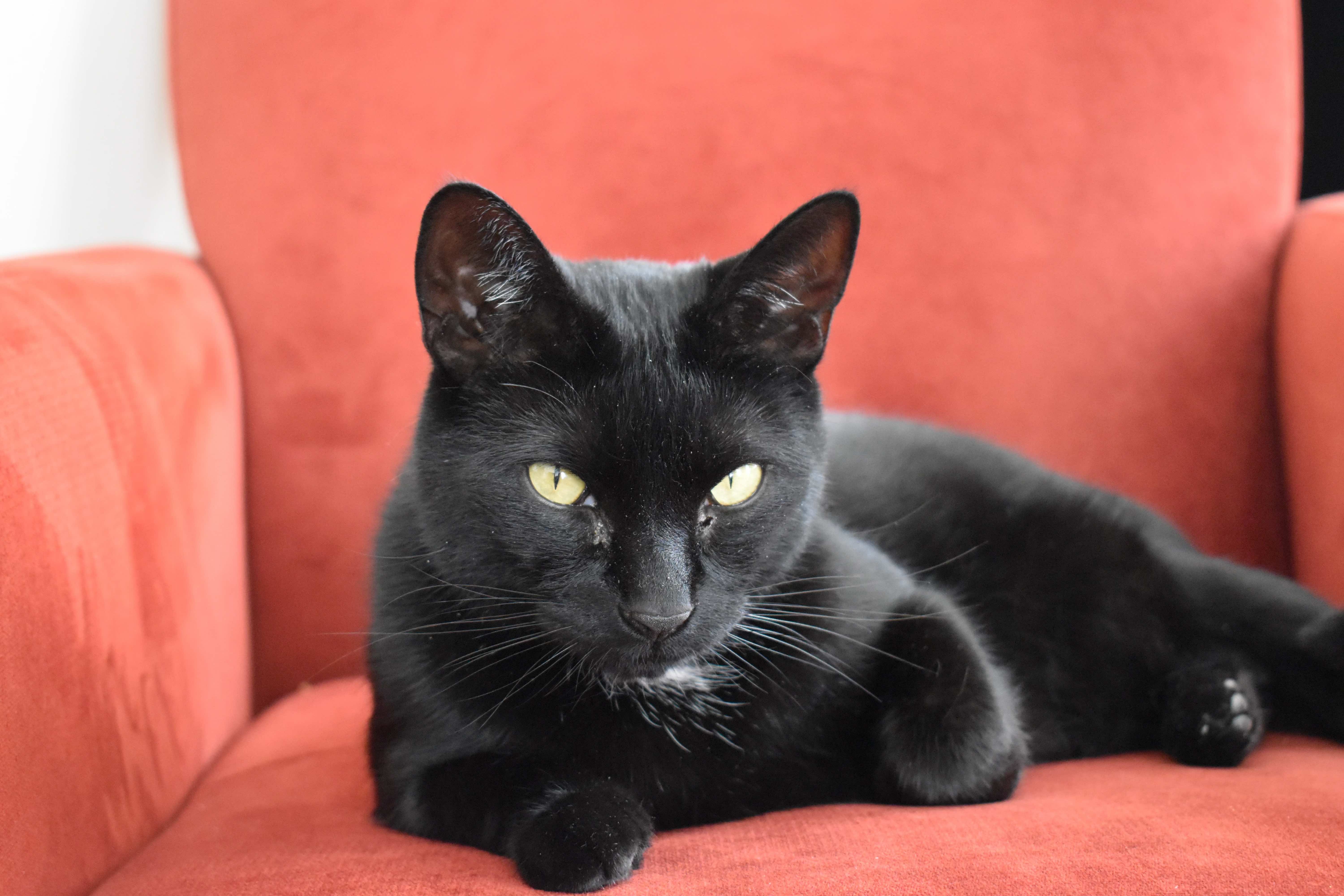 cat sitting in a red chair