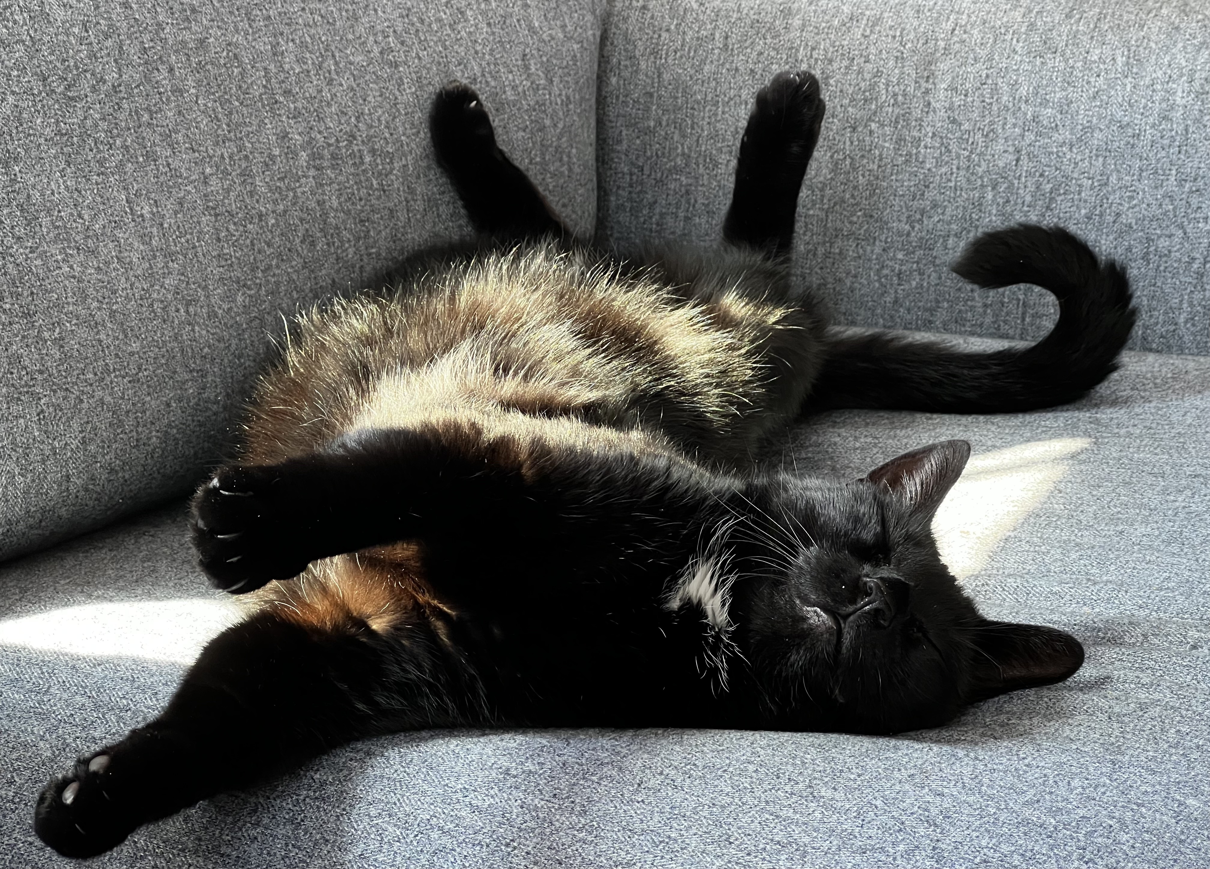 cat resting on couch with paws in the air